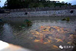 又是一年秋意浓，山缘大枣采摘启幕——德美票务官方推荐唐山近郊最佳采摘点